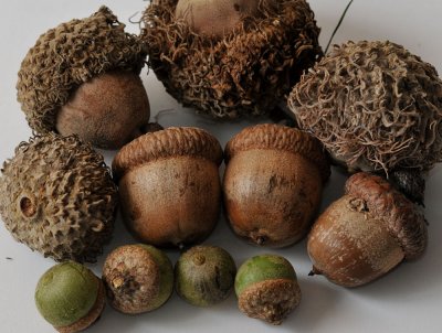 Acorn variety from our yard