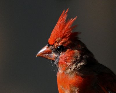 Cardinal