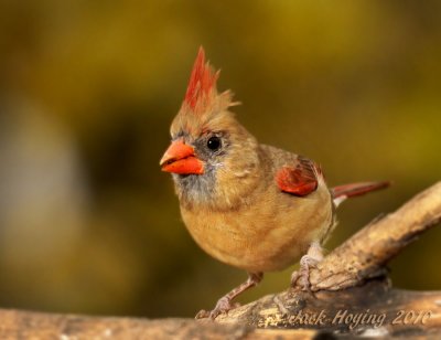 Female Cardinal