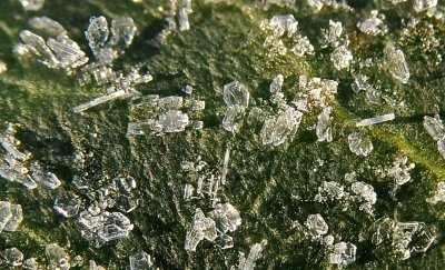 Ice Crystals on an Ivy Leaf