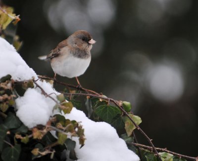 Junco on the Ivy
