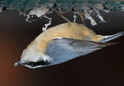 Red Breasted Nuthatch on the Suet Feeder