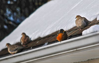 Robin and Doves trying to find some warmth at -8 degrees