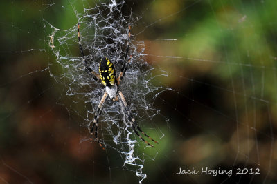 Argiope Aurantia -  Corn Spider or Yellow Garden Orbweaver