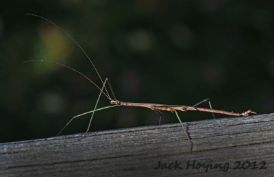 Northern Walking Stick (about 4 long)