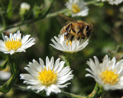 Bee on a Fall bloom