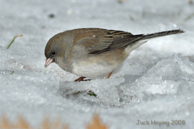 Junco looking for a meal