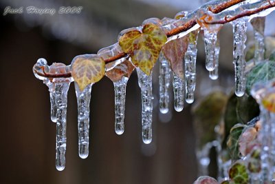 Thick Ice on the English Ivy