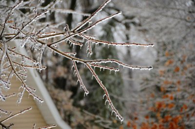 Branches getting thicker