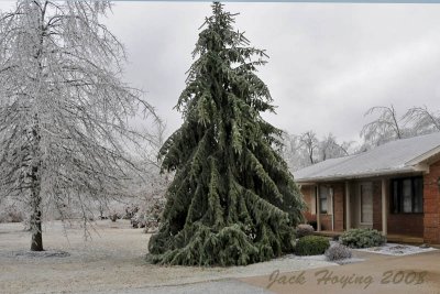 Heavy trees in the front yard