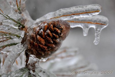 Coated Pine Cone