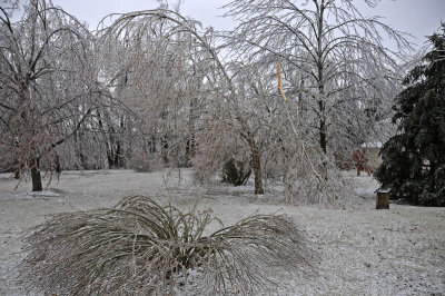 Flattened bush and broken Sycamore Tree
