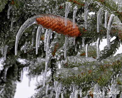 Ice on the Pine Cone