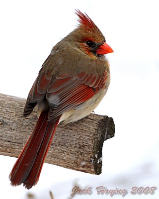 Female Cardinal in the Snow