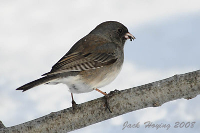 Female Junco