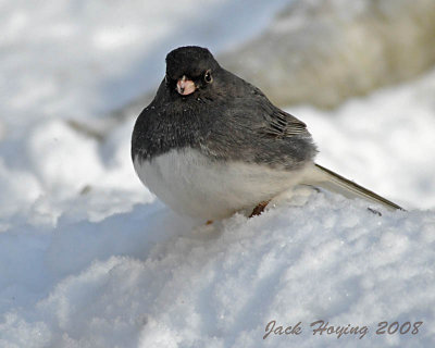 Male Junco