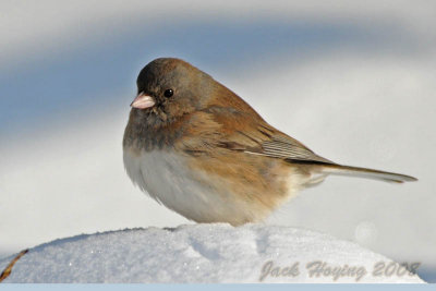 Female Junco