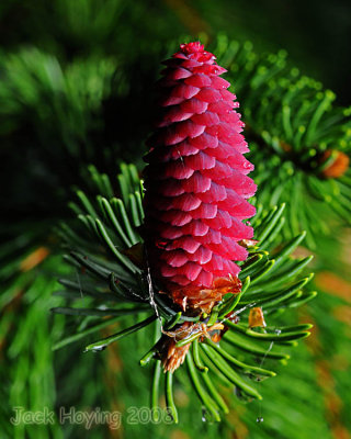 Beginning of a Pinecone
