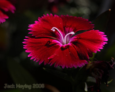 Evening light on the Dianthus