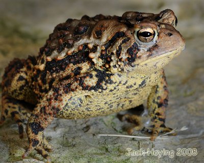 American Toad