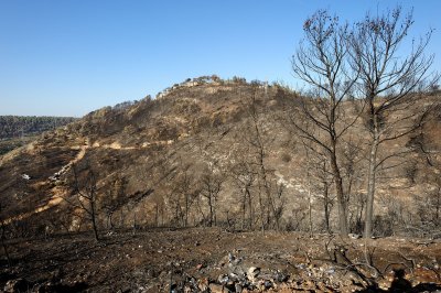 Carmel wildfire - the day after