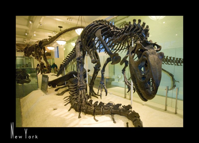 Museum of Natural History_D2B3524.jpg