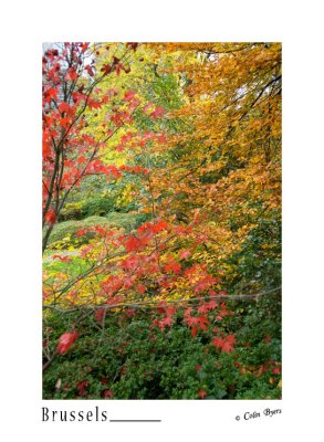 417 - Parc du Jardin Botanique Autumn Colour - Brussels_D2B2959.jpg