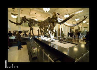 Museum of Natural History_D2B3529.jpg