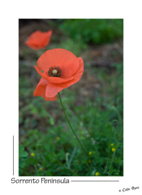 _D2B0766 - Pompeii-Poppy.jpg