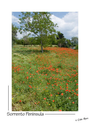 _D2B0791 - Pompeii-Poppy Field.jpg