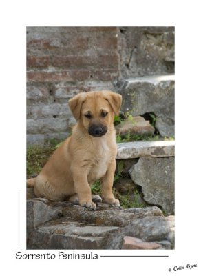 _D2B0792 - Pompeii-poser.jpg