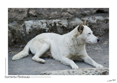 _D2B0801 - Pompeii-strays are part of the landscape.jpg