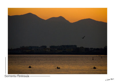 _D2B1132 - Dawn.jpg