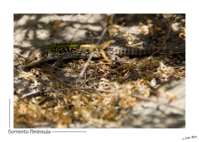 _D2B1144 - Herculaneum Lizard.jpg