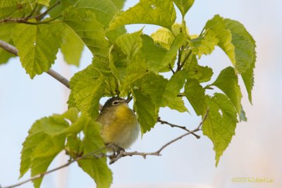 _MG_2874-BhVireo.jpg
