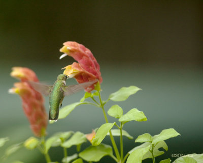 _MG_3238-RtH_Shrimp.jpg
