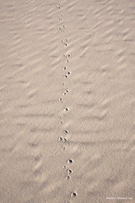 White Sands National Monument_MG_4725 copy.jpg