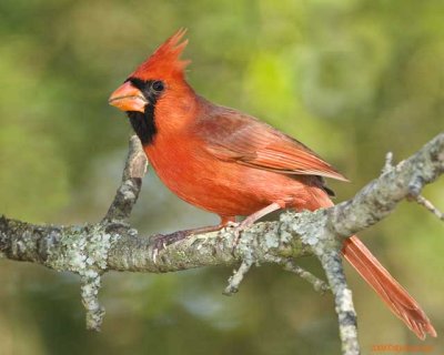 _MG_9199-cardinal.jpg