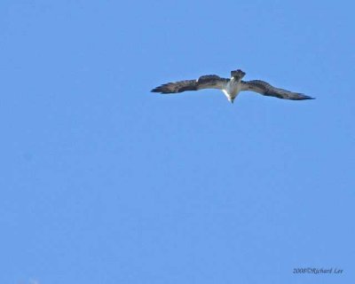 _MG_0157-Osprey.jpg