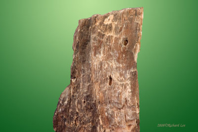 BKG_15-PetrifiedWood.jpg