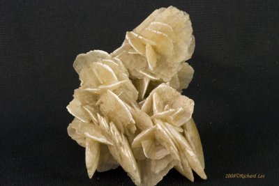 CRW_9125-Desert-Rose-2.jpg