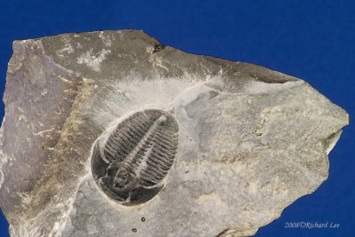 CRW_9285-Trilobite.jpg