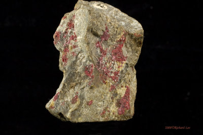 _MG_9539-Cinnabar.jpg