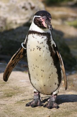 Humboldt Penguin.JPG