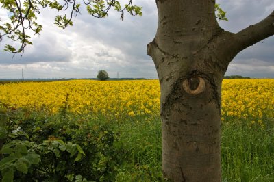 one eyed tree.JPG