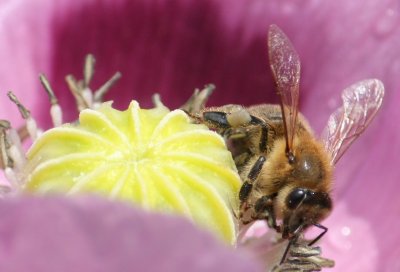 honey bee in a poppy