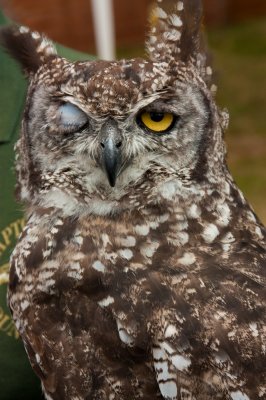 IMG_4670 Eagle Owl wink