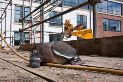 IMG_6948 the Maltings - unfortunate casualty of construction