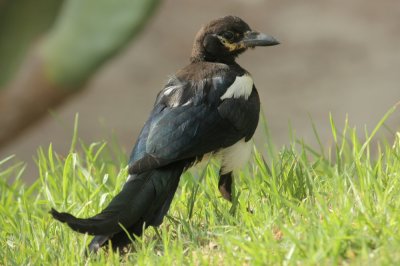 Magpie on Villa Lawn 0114.JPG