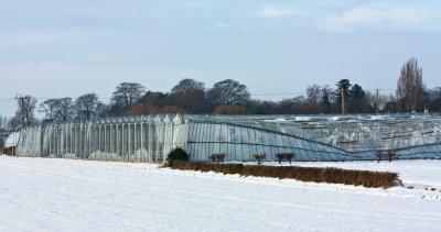 greenhouse snow damage IMG_5345-1.jpg